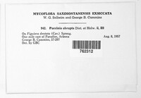 Puccinia abrupta image